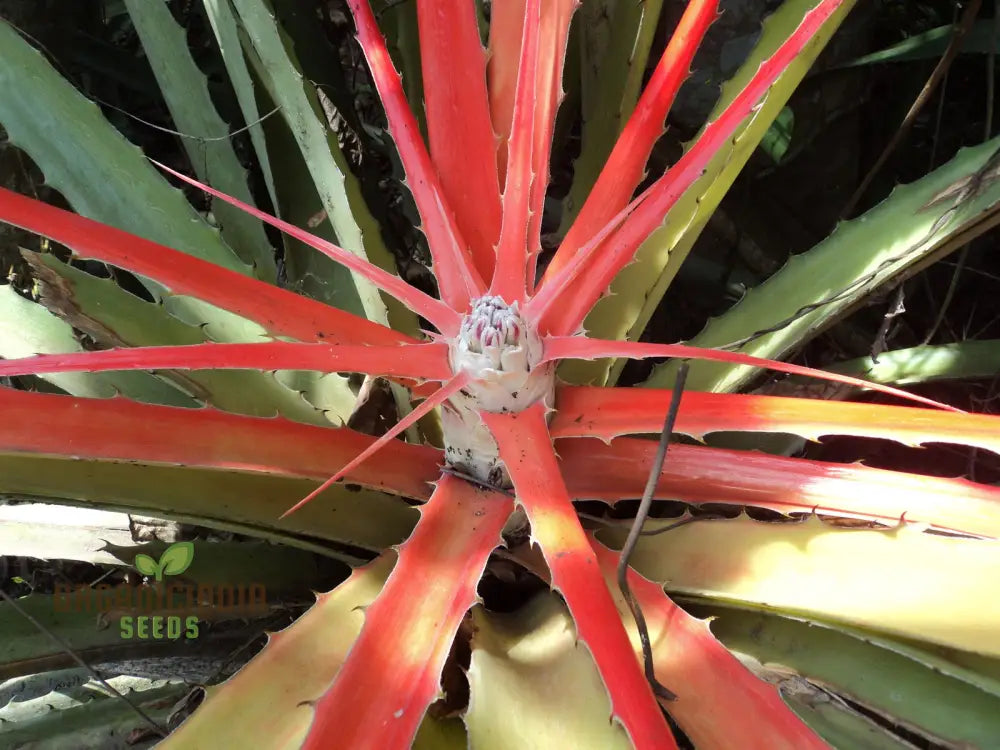 Bromelia Pinguin Seeds For Planting Exotic Beauty For Your Garden Rare And Vibrant Varieties