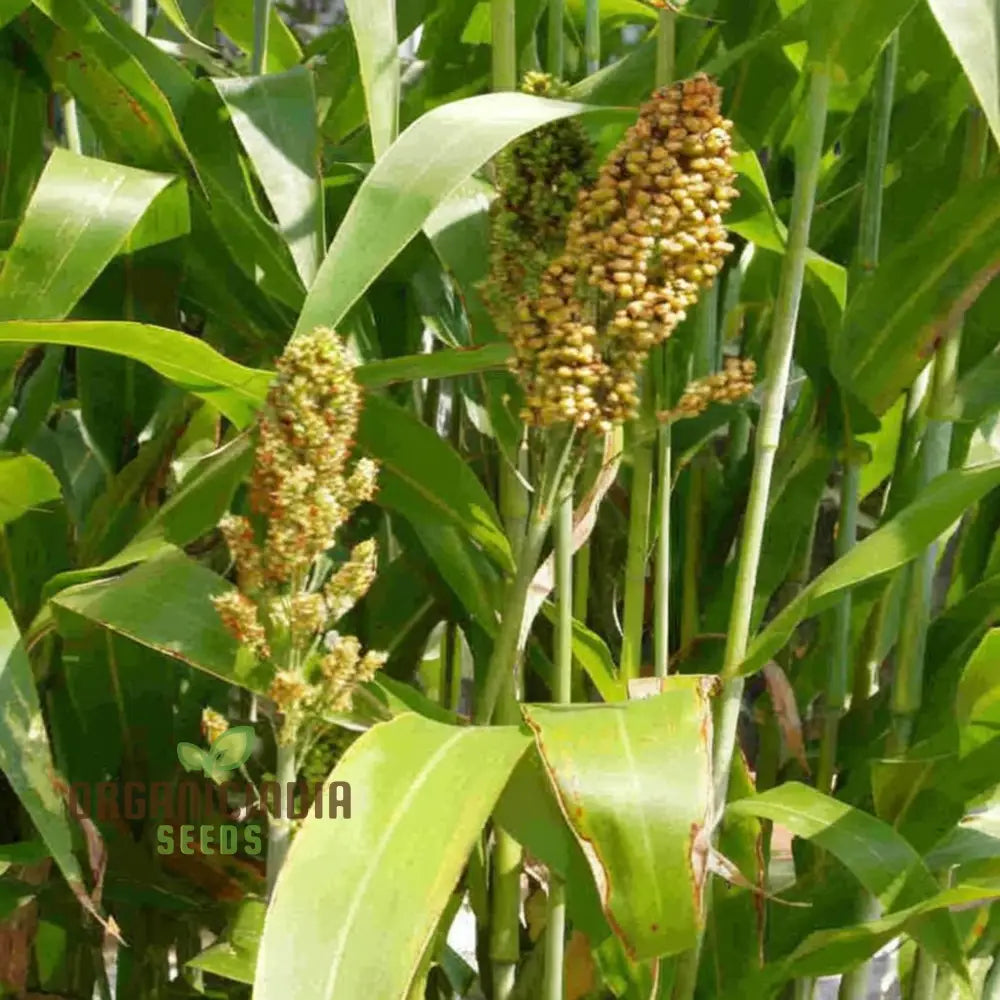 Broom Corn Seeds Premium Quality Planting For Robust Cultivation Squash And Gourds