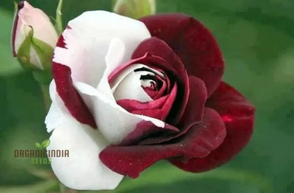 Brown And White Mixed Rose Flower Seeds For Planting Cultivation Guide Unique Stunning Varieties