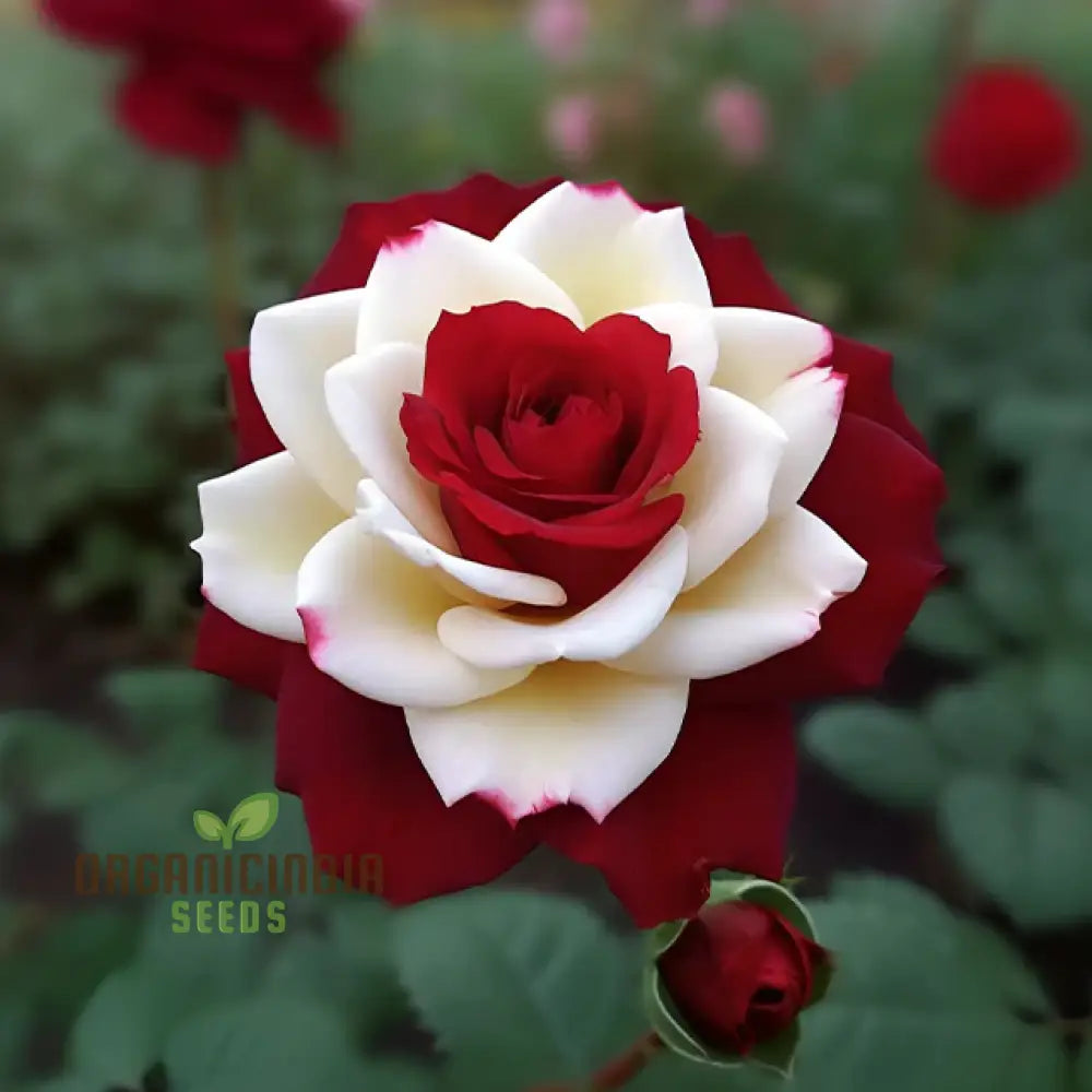 Brown And White Mixed Rose Flower Seeds For Planting Cultivation Guide Unique Stunning Varieties