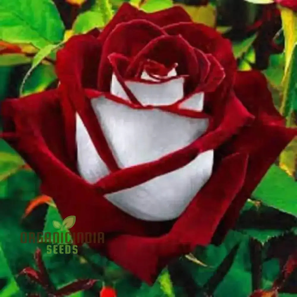 Brown And White Mixed Rose Flower Seeds For Planting Cultivation Guide Unique Stunning Varieties