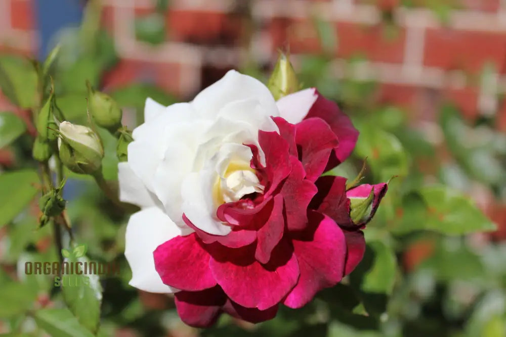 Brown And White Mixed Rose Flower Seeds For Planting Cultivation Guide Unique Stunning Varieties