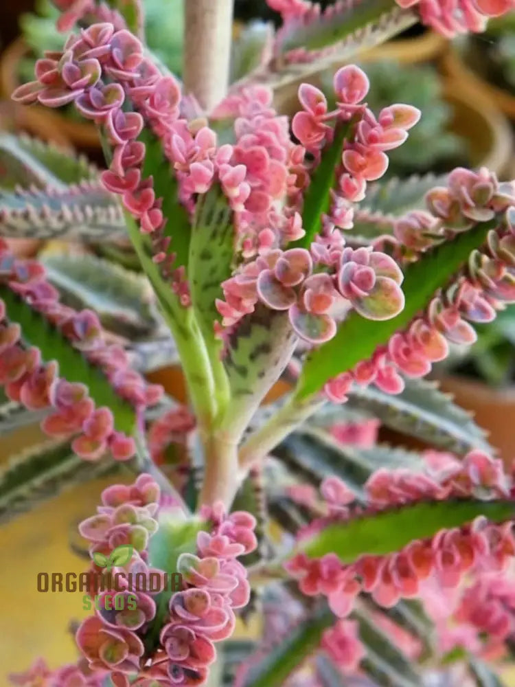 Brown Kalanchoe Bonsai Flower Seeds High-Quality For Planting Perennials