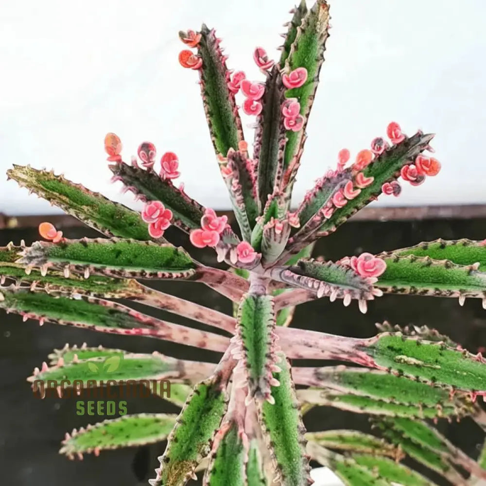 Brown Kalanchoe Bonsai Flower Seeds High-Quality For Planting Perennials