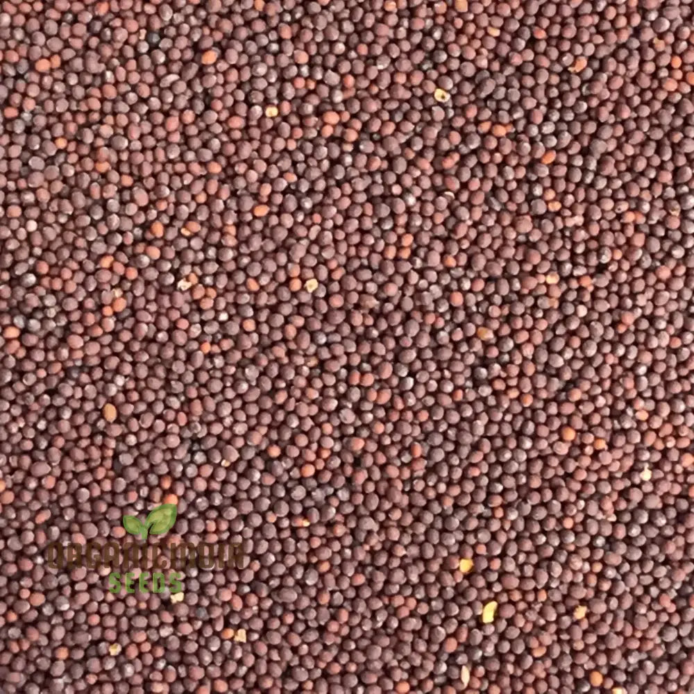 Brown Whole Mustard Vegetable Seeds For Planting - Ideal Gardening Enthusiasts Legumes