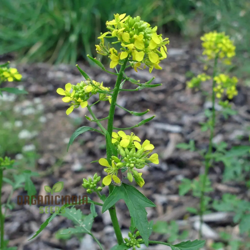 Brown Whole Mustard Vegetable Seeds For Planting - Ideal Gardening Enthusiasts Legumes