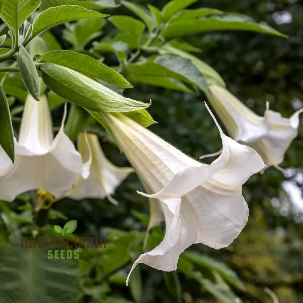 Brugmansia Arborea (Alba) Seeds For Planting Fragrant Blooms For Your Garden Oasis