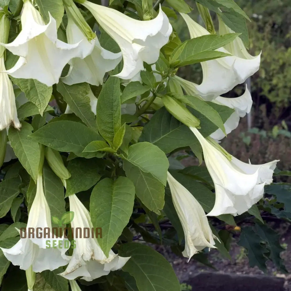 Brugmansia Arborea (Alba) Seeds For Planting Fragrant Blooms For Your Garden Oasis