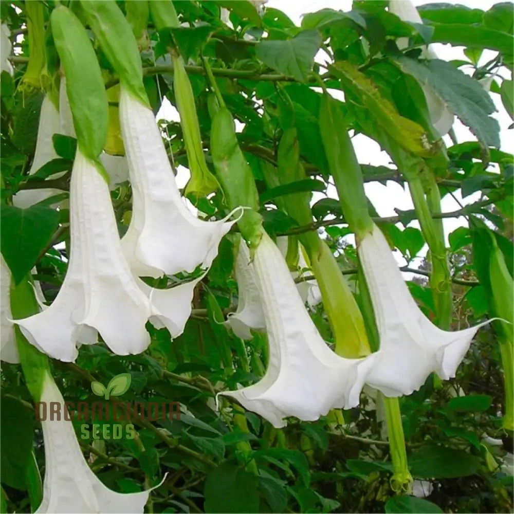 Brugmansia Arborea (Alba) Seeds For Planting Fragrant Blooms For Your Garden Oasis