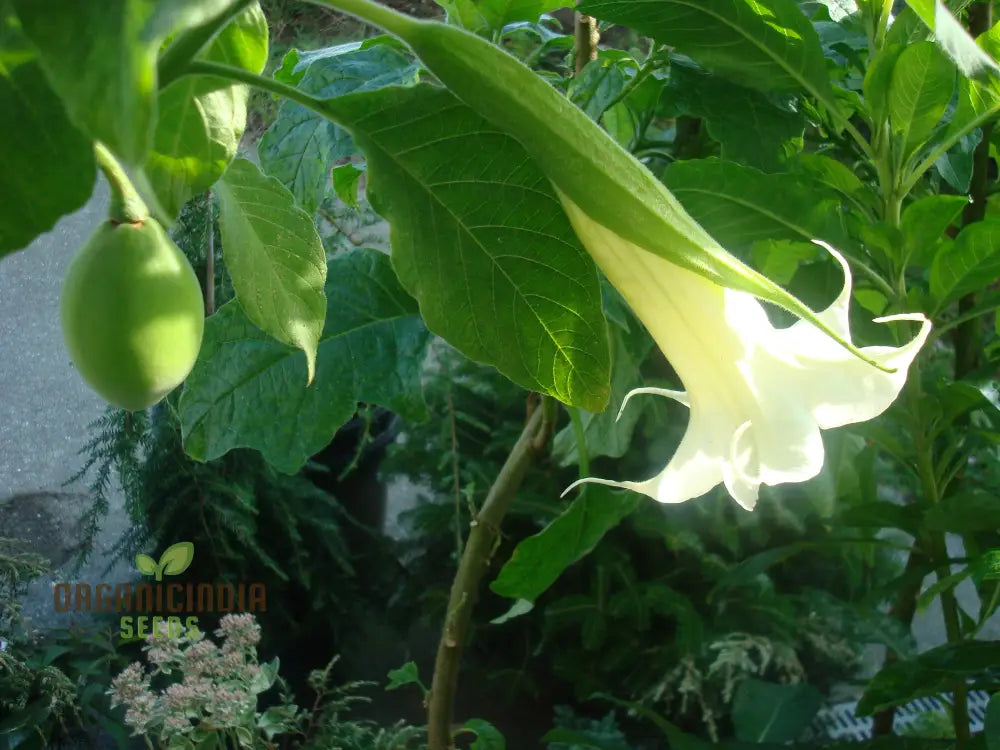 Brugmansia Arborea (Alba) Seeds For Planting Fragrant Blooms For Your Garden Oasis