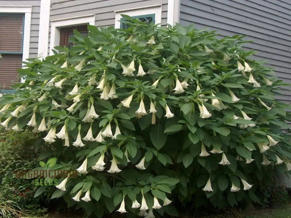 Brugmansia Arborea (Alba) Seeds For Planting Fragrant Blooms For Your Garden Oasis