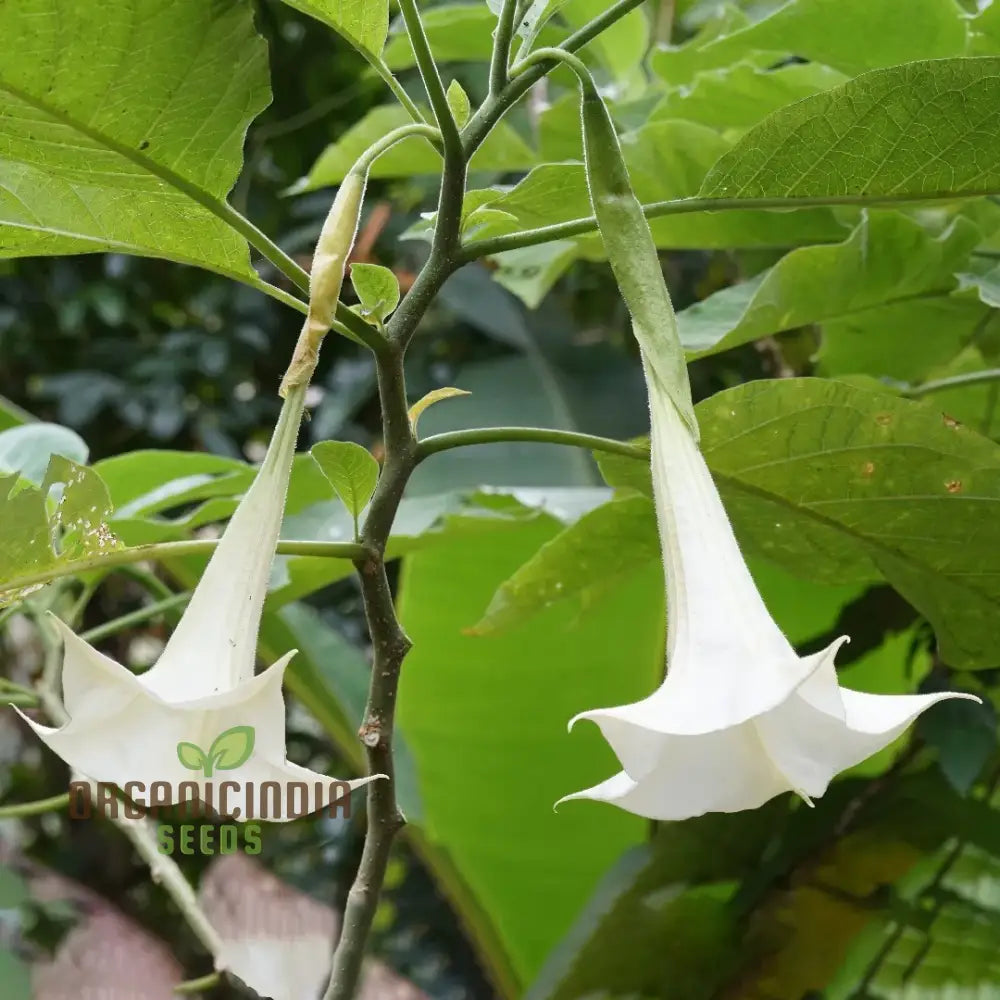 Brugmansia Arborea (Alba) Seeds For Planting Fragrant Blooms For Your Garden Oasis