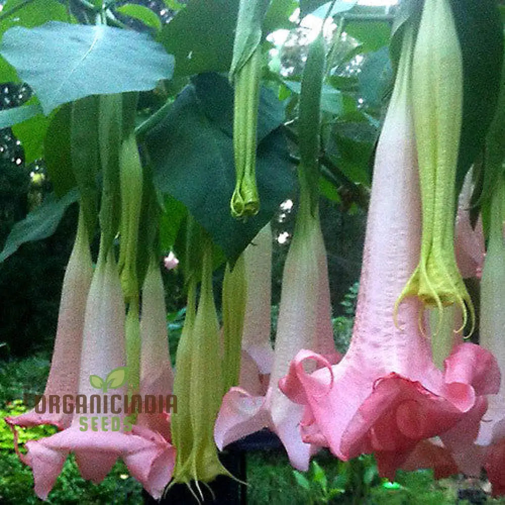 Brugmansia ’Ecuador Pink’ Seeds For Planting Enhance Your Garden With Unique Blooms