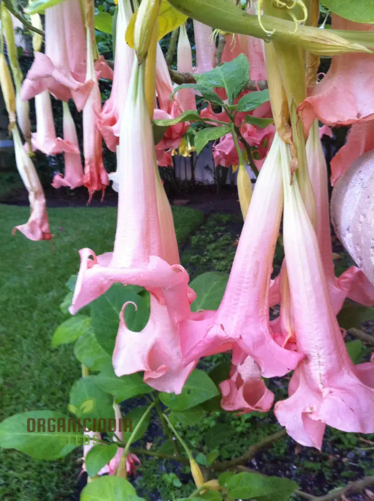 Brugmansia ’Ecuador Pink’ Seeds For Planting Enhance Your Garden With Unique Blooms