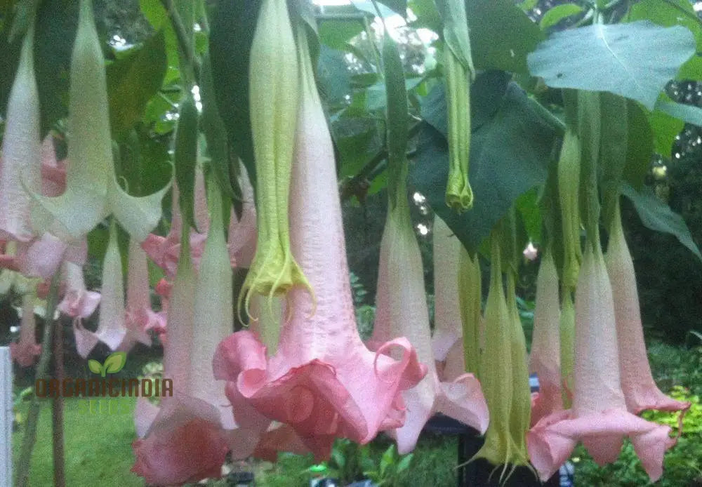 Brugmansia ’Ecuador Pink’ Seeds For Planting Enhance Your Garden With Unique Blooms