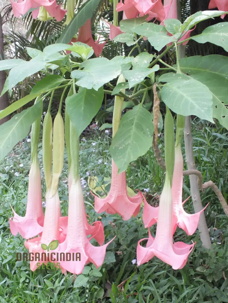 Brugmansia ’Ecuador Pink’ Seeds For Planting Enhance Your Garden With Unique Blooms