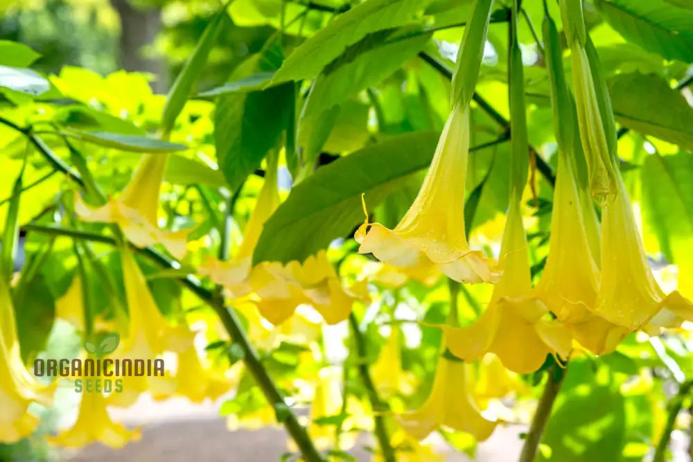 Brugmansia Sanguinea ’Aurea’ Seeds For Planting Illuminate Your Garden With Golden Beauty!