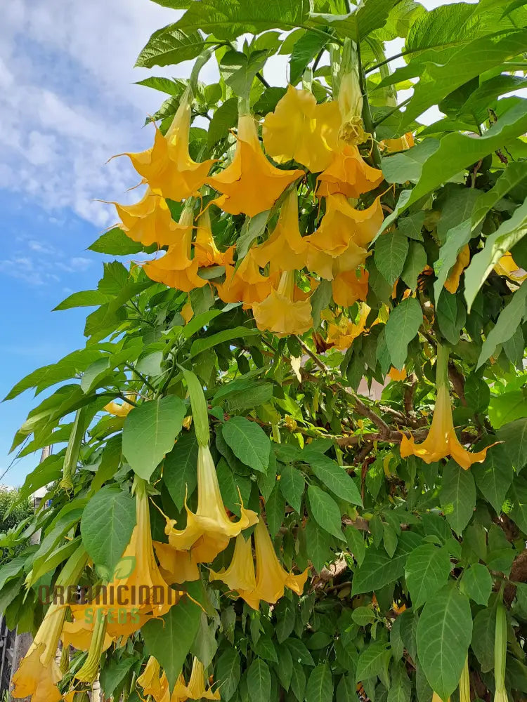 Brugmansia Sanguinea ’Aurea’ Seeds For Planting Illuminate Your Garden With Golden Beauty!