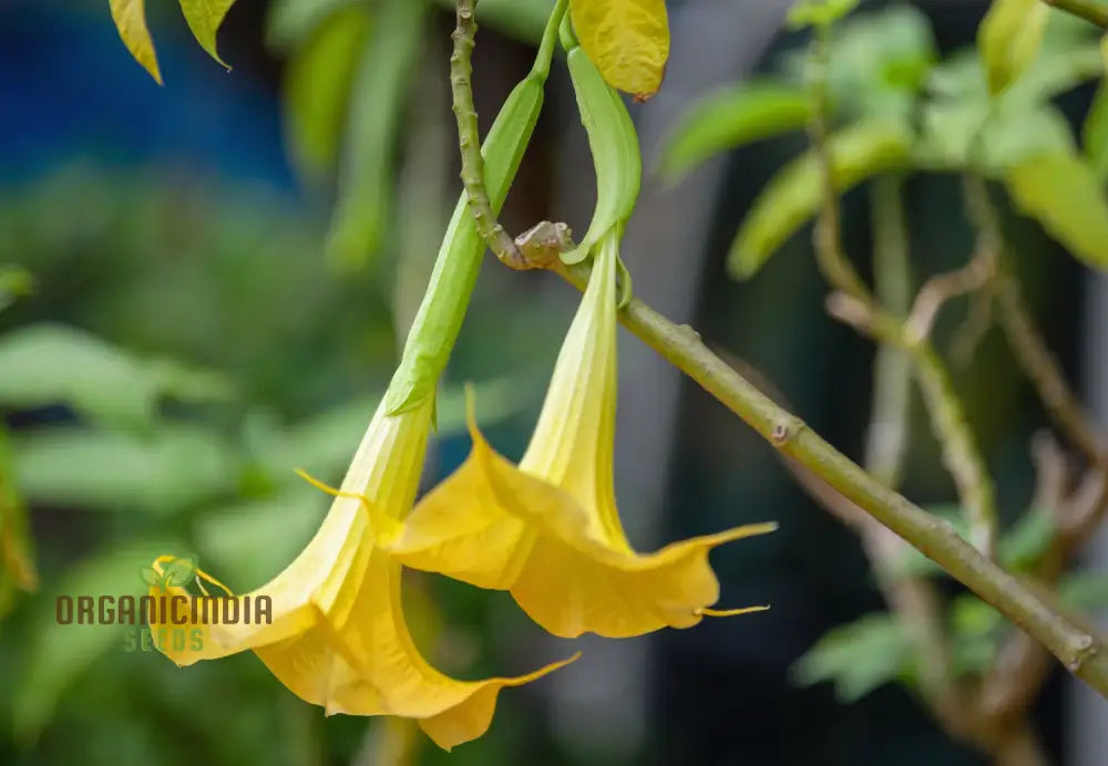 Brugmansia Sanguinea ’Aurea’ Seeds For Planting Illuminate Your Garden With Golden Beauty!