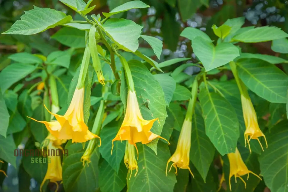 Brugmansia Sanguinea ’Aurea’ Seeds For Planting Illuminate Your Garden With Golden Beauty!