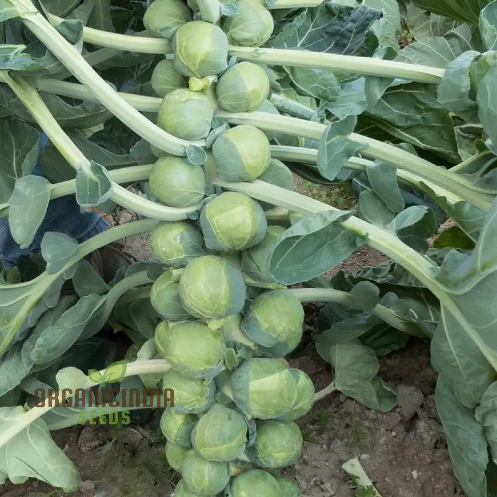 Brussels Sprout Brest F1 Seeds For Planting High-Yielding Vegetable For Delicious And Nutritious