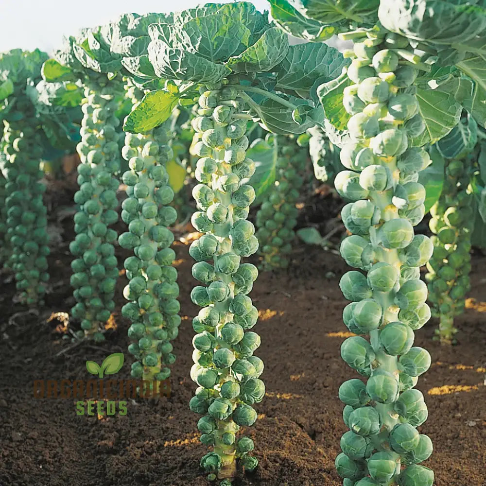 Brussels Sprout Brest F1 Seeds For Planting High-Yielding Vegetable For Delicious And Nutritious