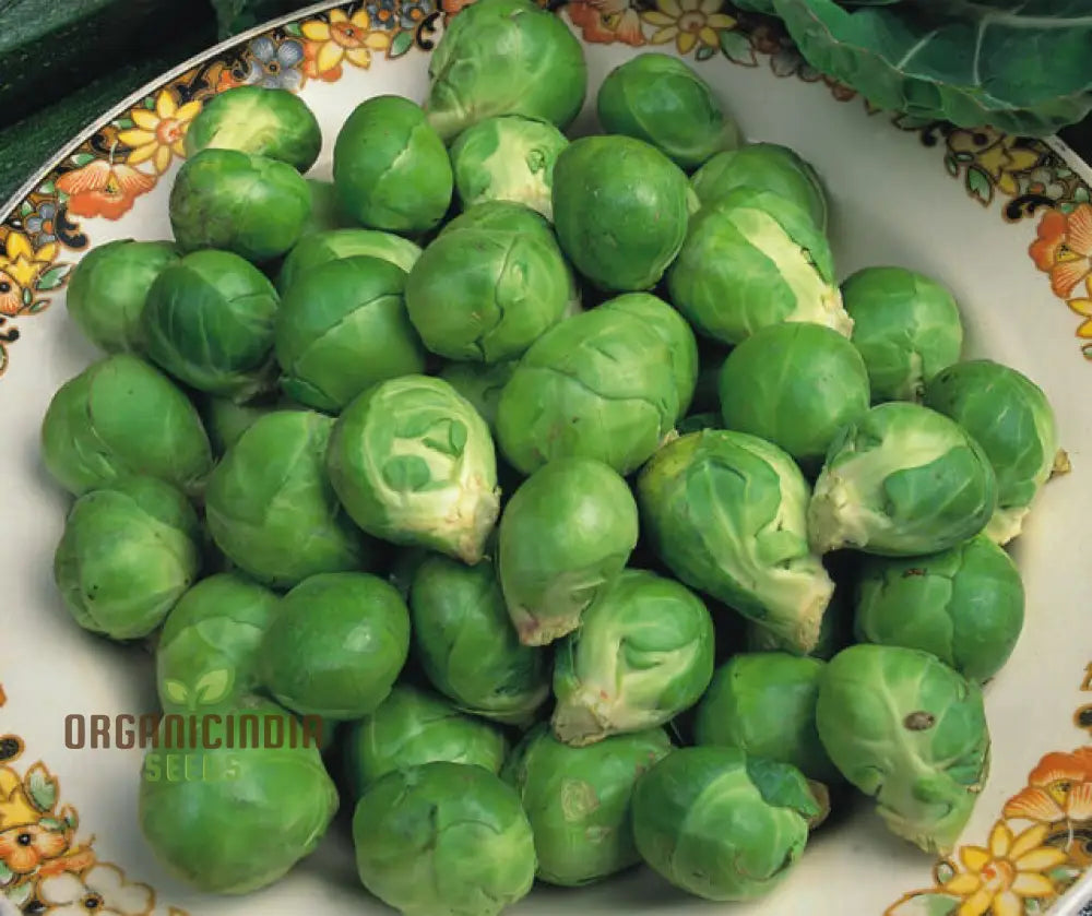 Brussels Sprout Brest F1 Seeds For Planting High-Yielding Vegetable For Delicious And Nutritious