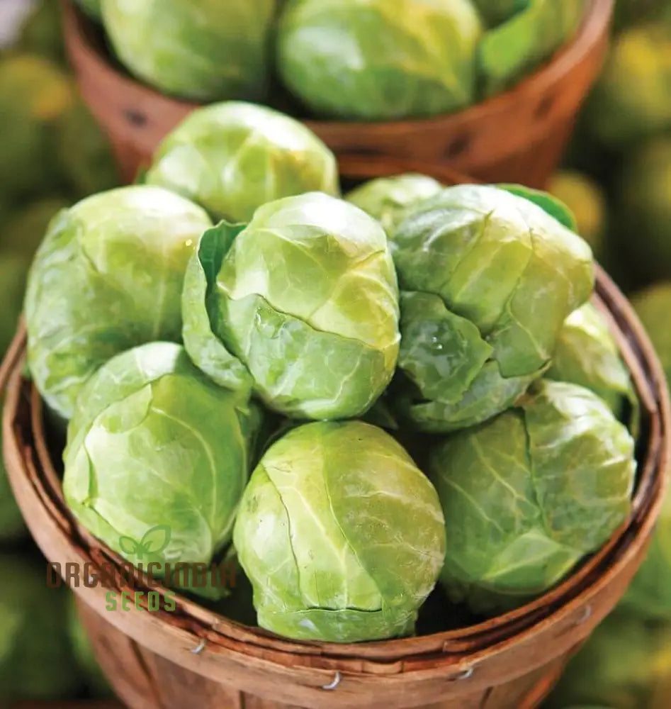 Brussels Sprout Brest F1 Seeds For Planting High-Yielding Vegetable For Delicious And Nutritious