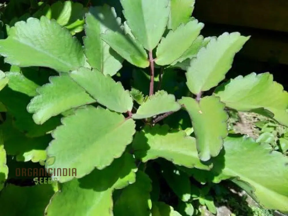 Bryophyllum Pinnatum Seeds Kalanchoe Pinnata Air Plant Miracle Leaf Seeds Mother Of Thousands