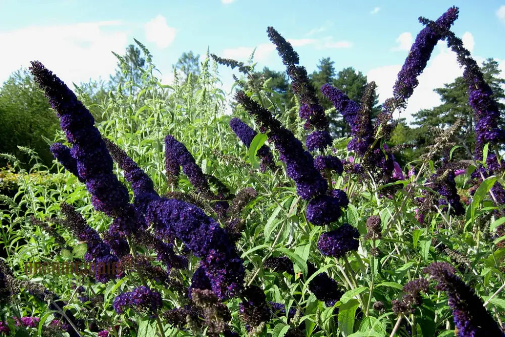 Buddleia Black Knight Butterfly Bush Flower Seeds - Planting Perfection For Your Garden.