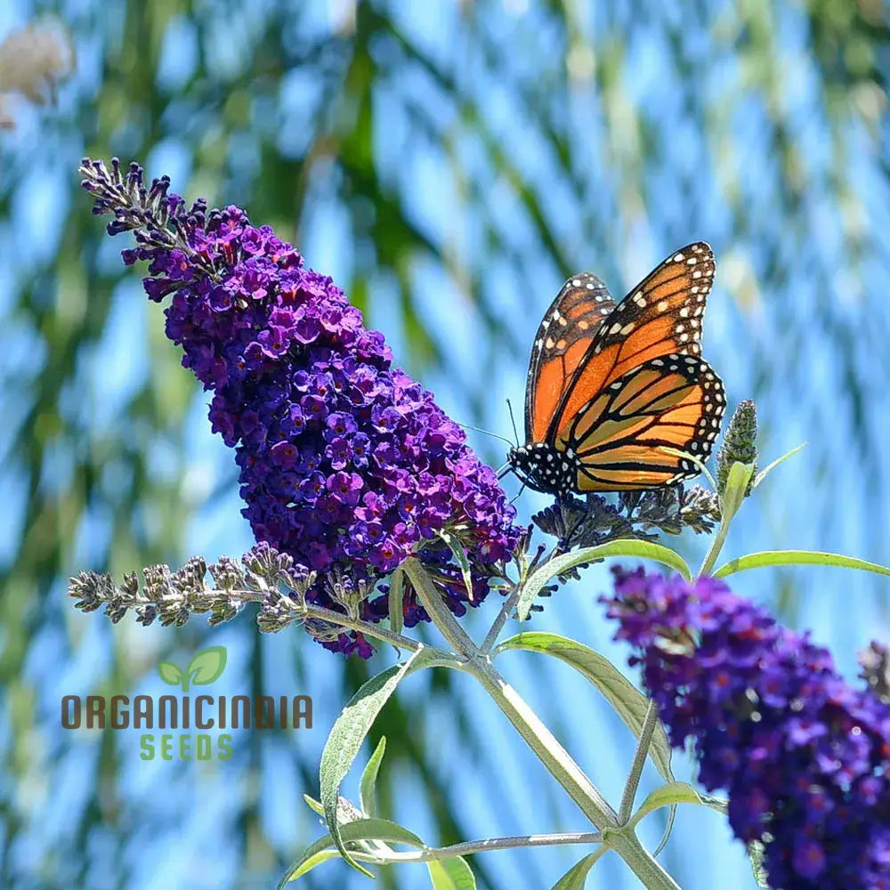 Buddleia Black Knight Butterfly Bush Flower Seeds - Planting Perfection For Your Garden.