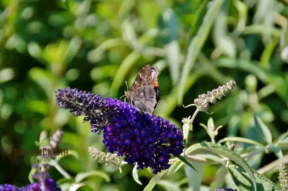 Buddleia Black Knight Butterfly Bush Flower Seeds - Planting Perfection For Your Garden.