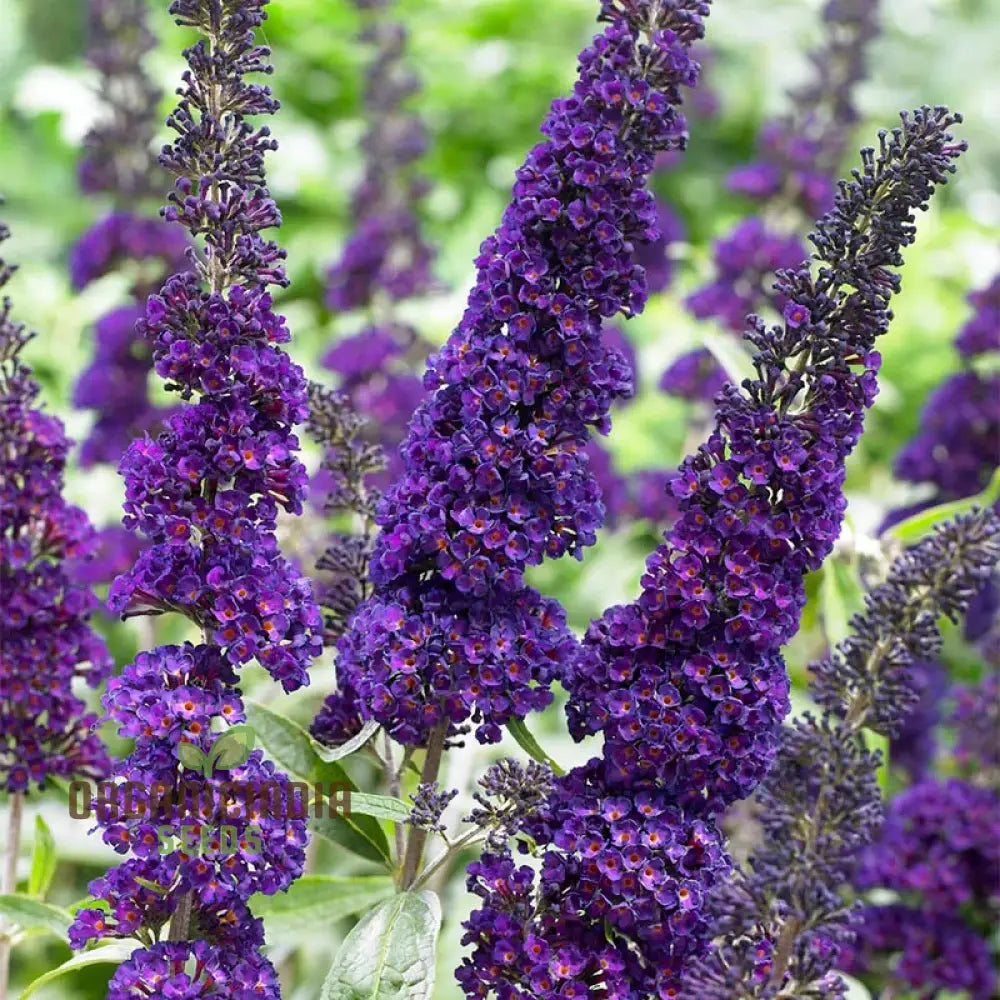 Buddleia Black Knight Butterfly Bush Flower Seeds - Planting Perfection For Your Garden.