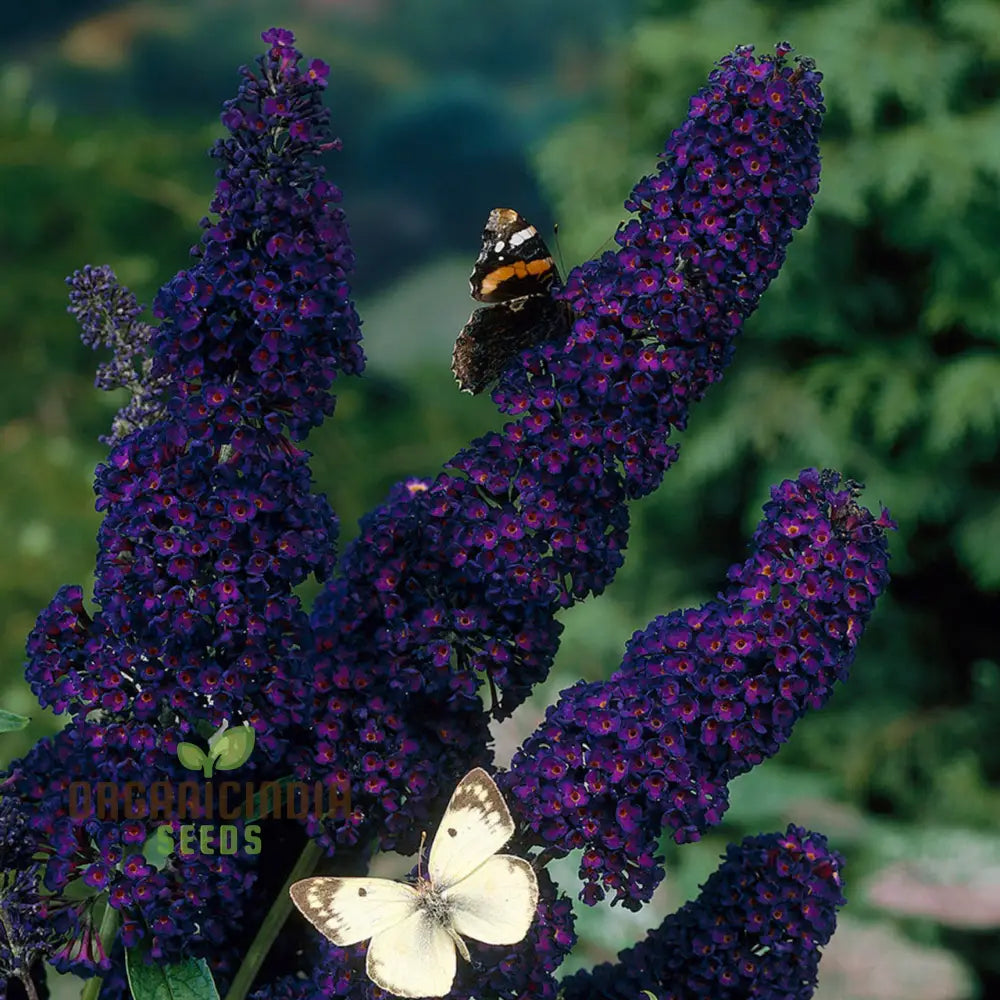 Buddleia Black Knight Butterfly Bush Flower Seeds - Planting Perfection For Your Garden.