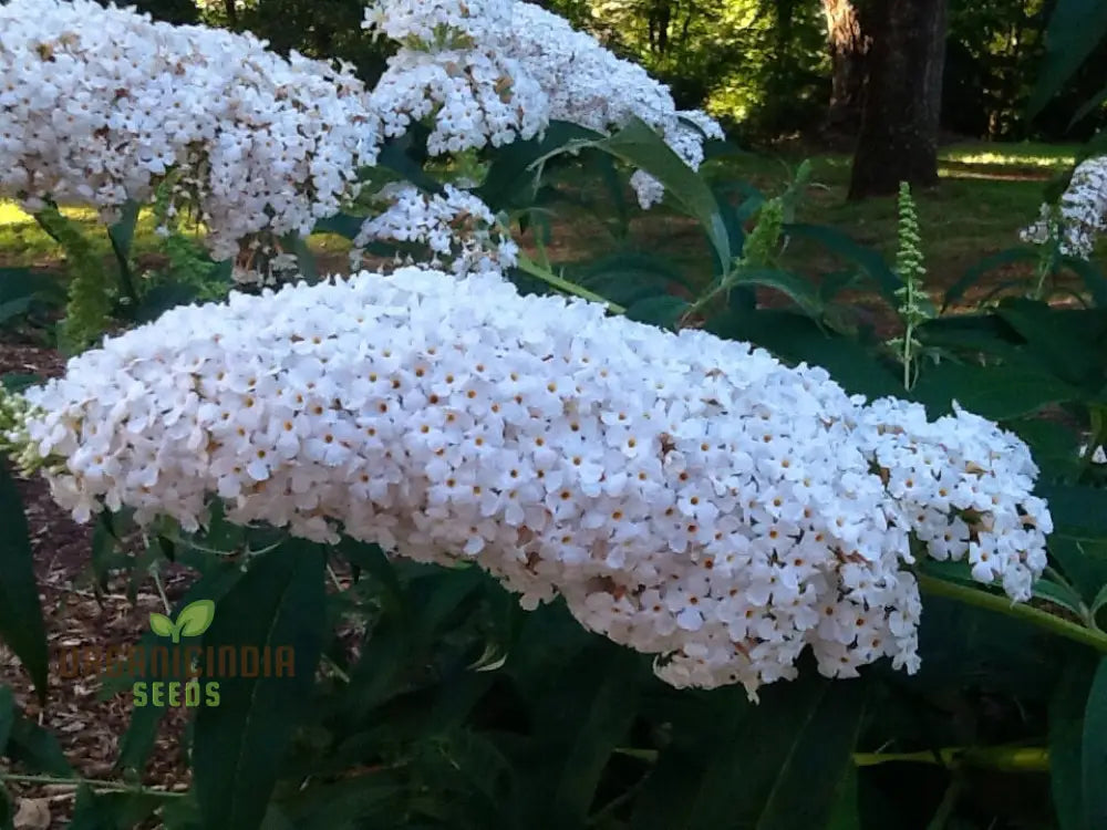 Buddleja Davidii Alba Seeds For Planting Pure White Butterfly Bush For Stunning Garden Displays