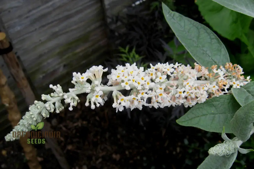 Buddleja Davidii Alba Seeds For Planting Pure White Butterfly Bush For Stunning Garden Displays