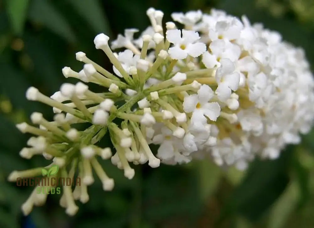 Buddleja Davidii Alba Seeds For Planting Pure White Butterfly Bush For Stunning Garden Displays