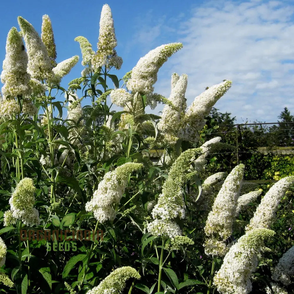 Buddleja Davidii Alba Seeds For Planting Pure White Butterfly Bush For Stunning Garden Displays