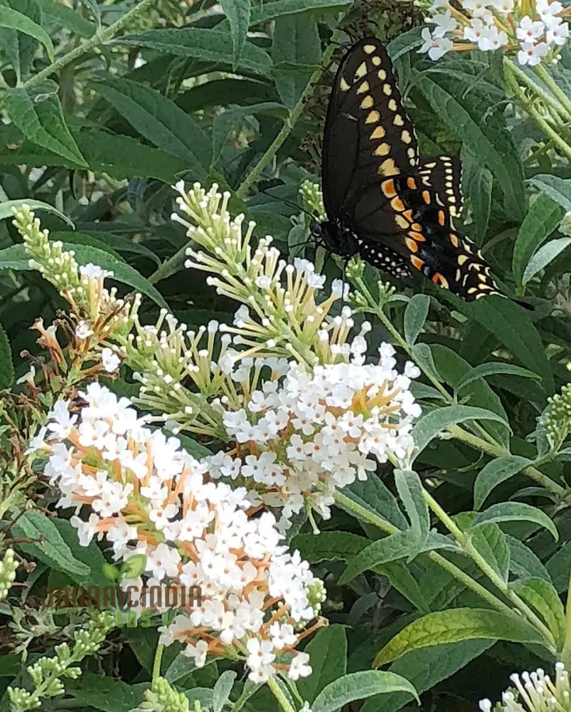 Buddleja Davidii Alba Seeds For Planting Pure White Butterfly Bush For Stunning Garden Displays