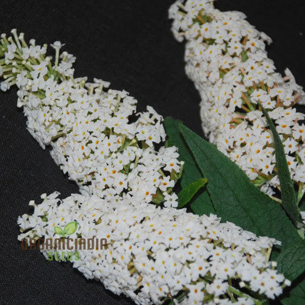 Buddleja Davidii Alba Seeds For Planting Pure White Butterfly Bush For Stunning Garden Displays