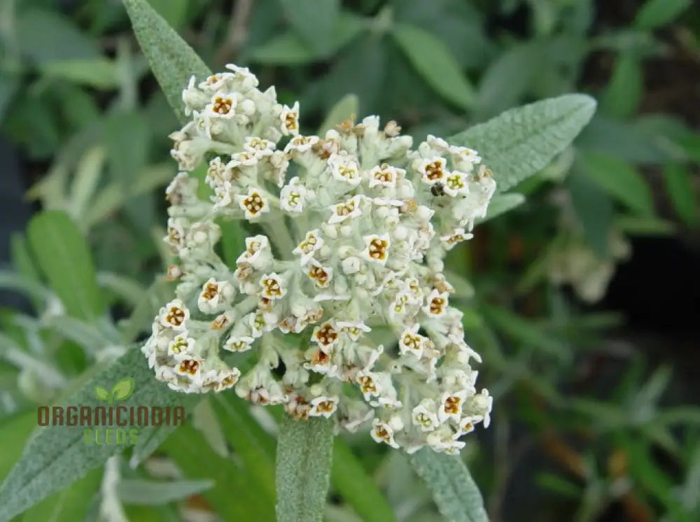 Buddleja Loricata Seeds For Planting - Exotic Butterfly Bush For Your Garden