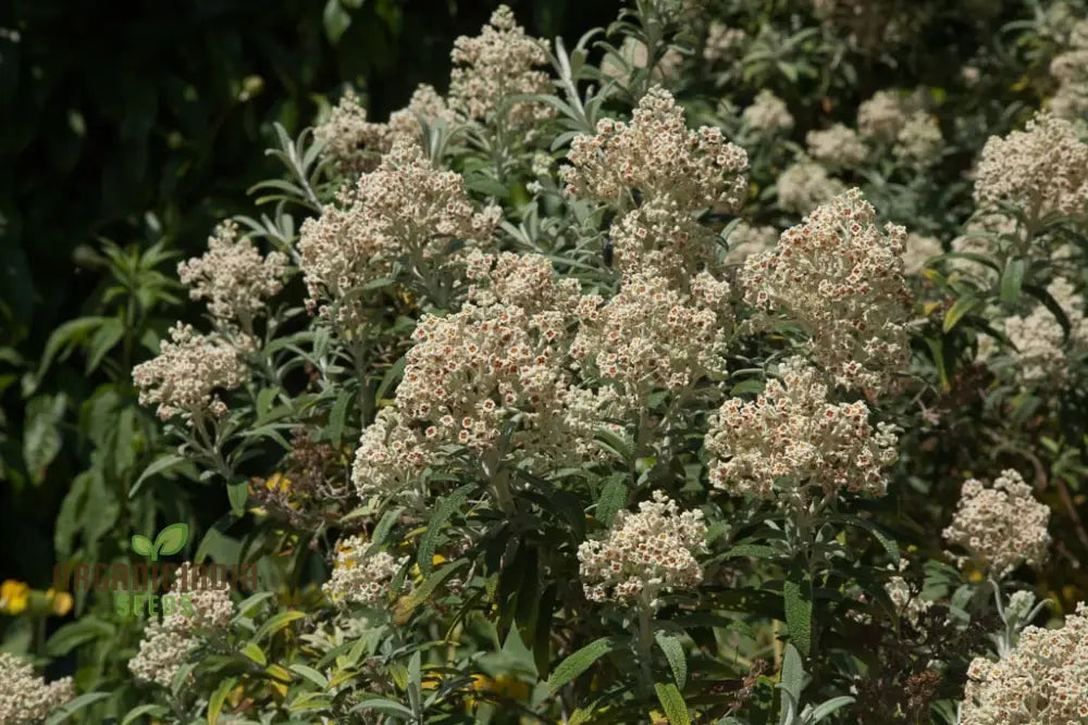 Buddleja Loricata Seeds For Planting - Exotic Butterfly Bush For Your Garden