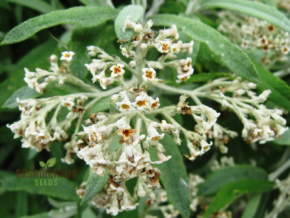 Buddleja Loricata Seeds For Planting - Exotic Butterfly Bush For Your Garden