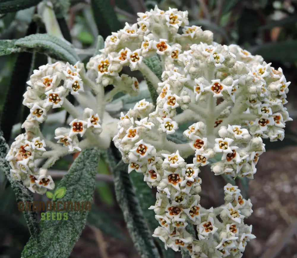 Buddleja Loricata Seeds For Planting - Exotic Butterfly Bush For Your Garden