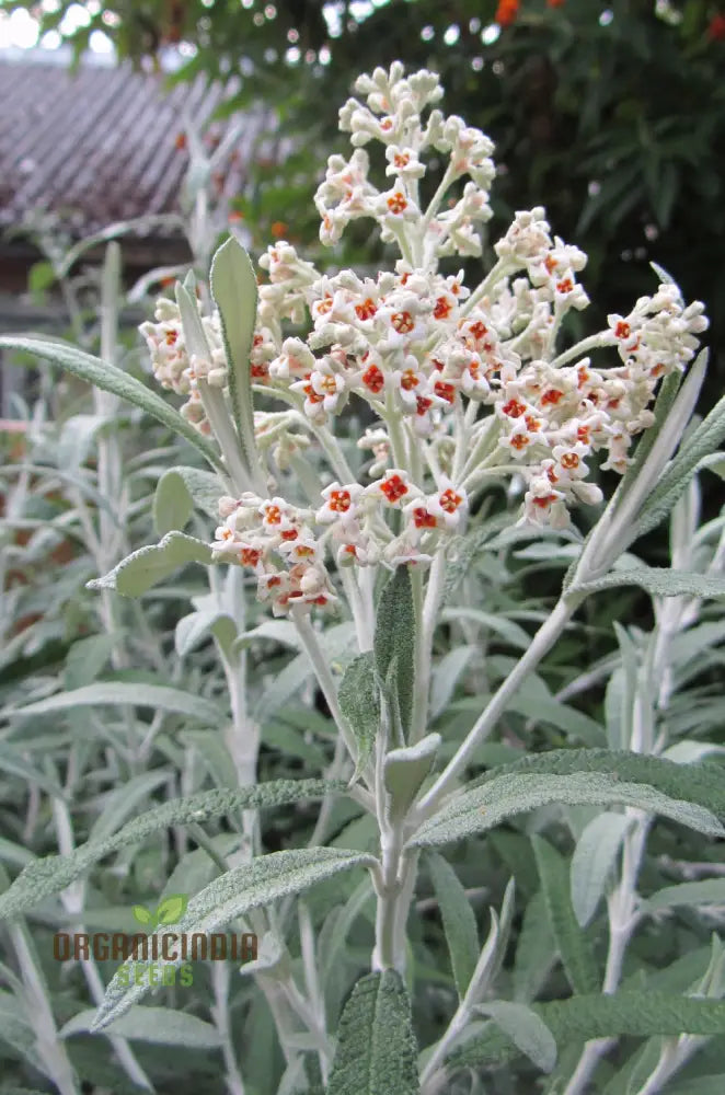 Buddleja Loricata Seeds For Planting - Exotic Butterfly Bush For Your Garden