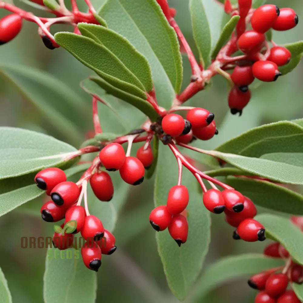 Buffalo Berry Fruit Seed Cultivate Your Own Native American Delight Planting Seeds