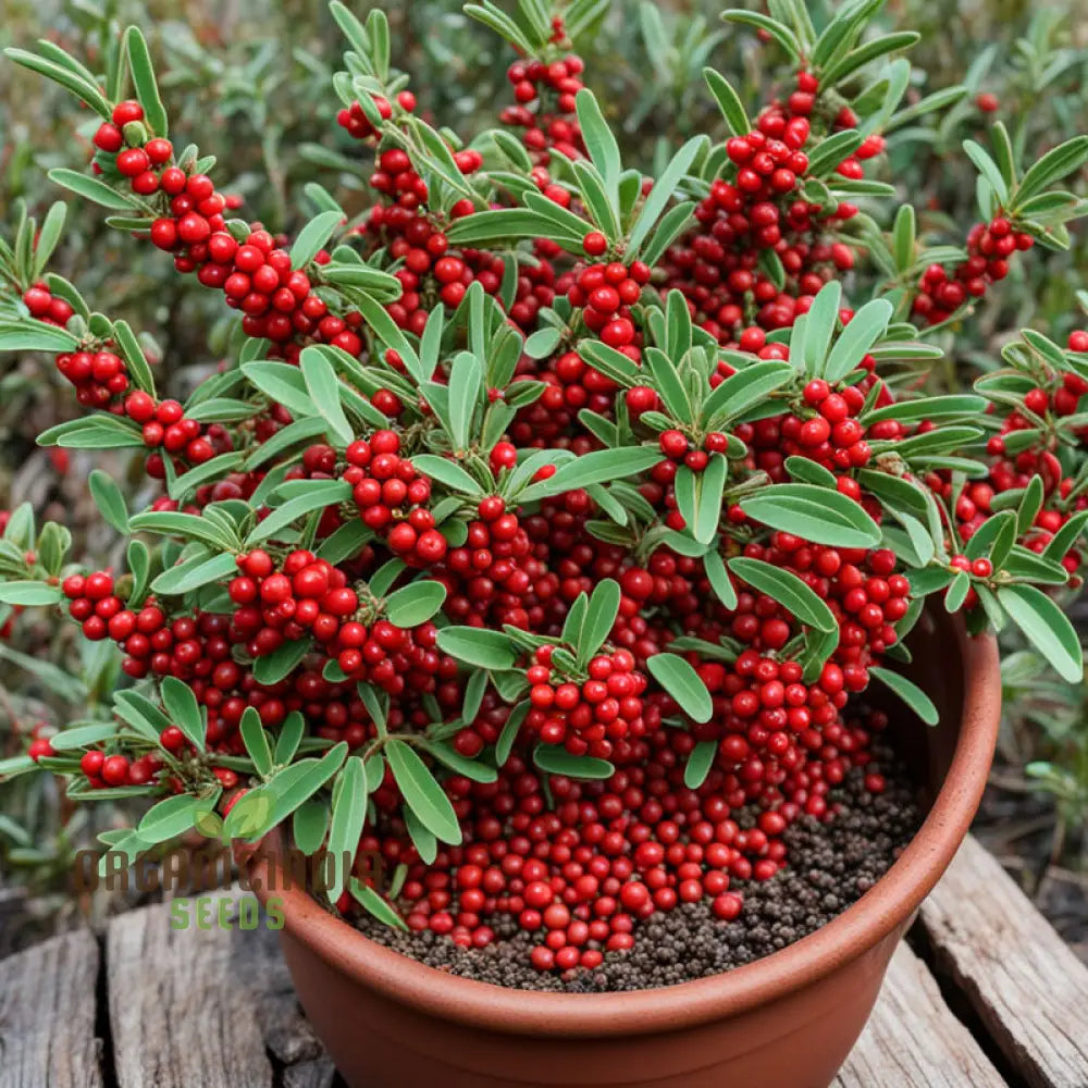 Buffalo Berry Fruit Seed Cultivate Your Own Native American Delight Planting Seeds