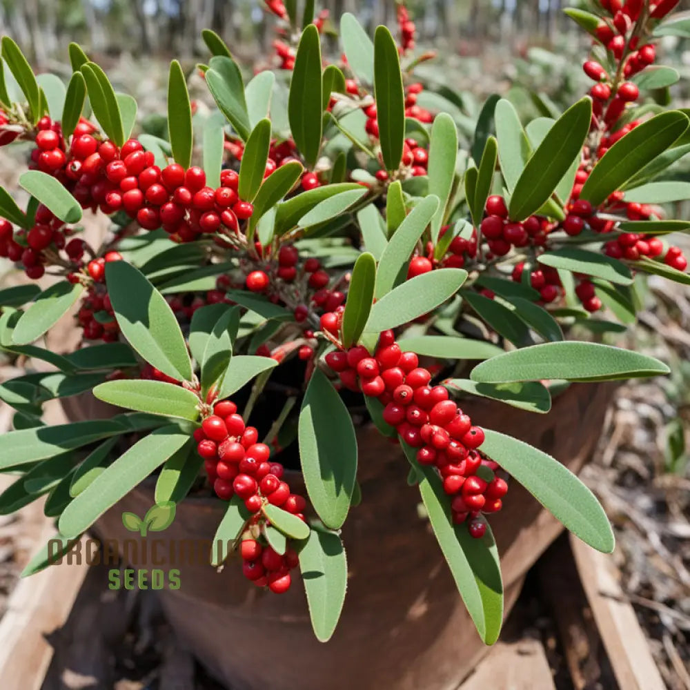 Buffalo Berry Fruit Seed Cultivate Your Own Native American Delight Planting Seeds