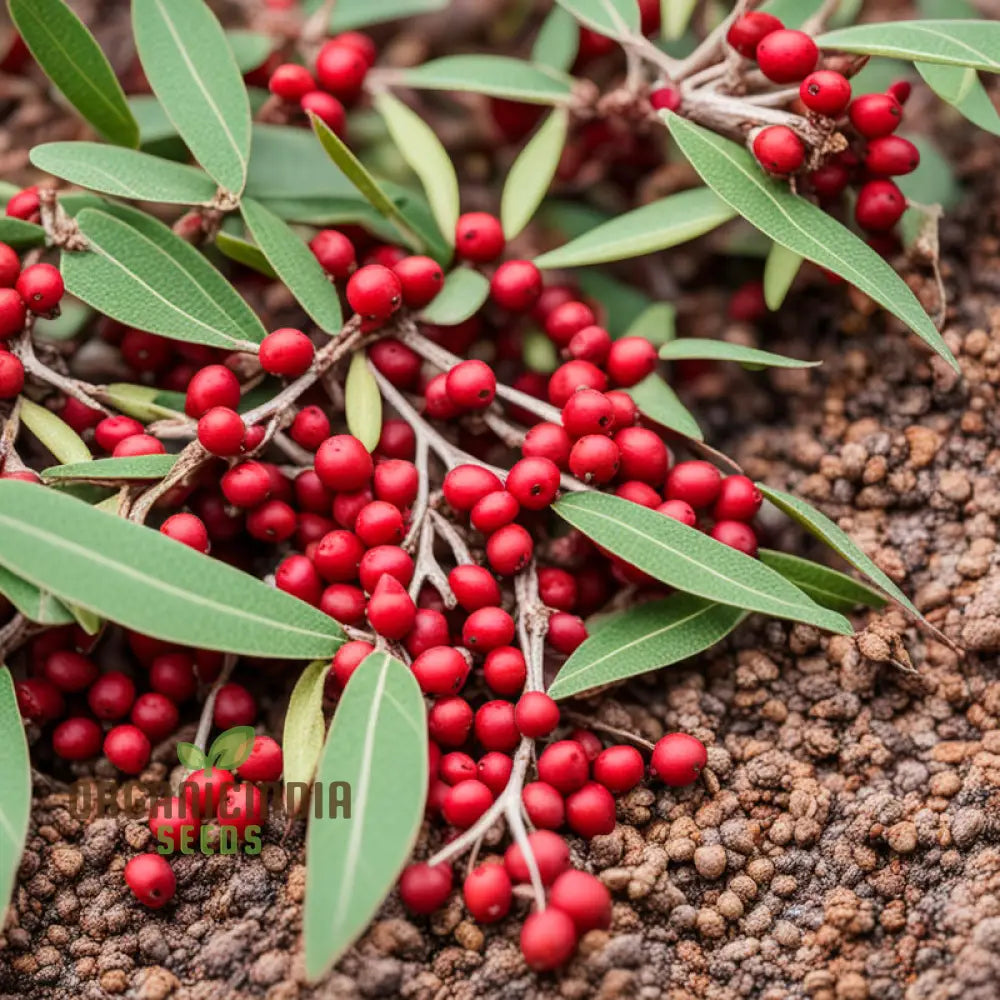 Buffalo Berry Fruit Seed Cultivate Your Own Native American Delight Planting Seeds