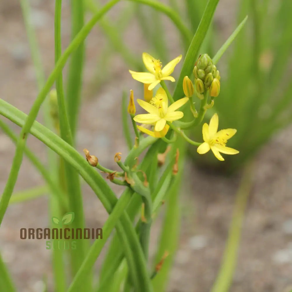 Bulbine Semibarbata Seeds For Planting Rare Indigenous Australian Succulent